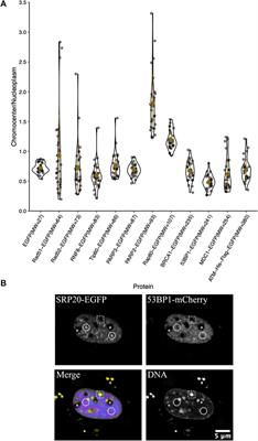 Mechanisms governing the accessibility of DNA damage proteins to constitutive heterochromatin